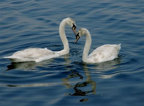 Swan Dance Stock Image Image Of Outdoors Swan Lake Eola 123965