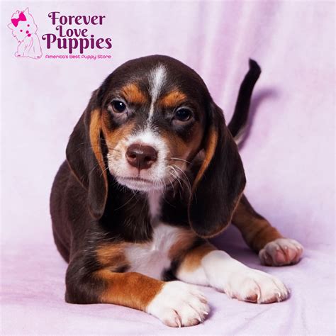 Beagle Puppies for Sale | Forever Love Puppies