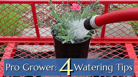 Professional Watering Tips: Plants in Pots & Containers - Herbal Plant Power