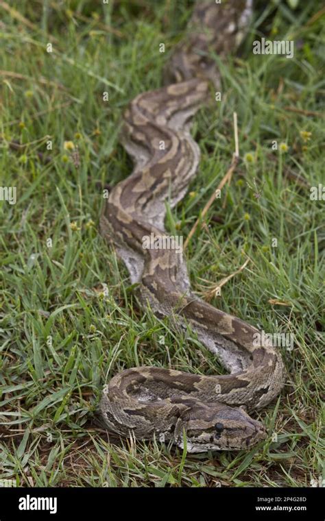 Southern Africa Rock Python Hi Res Stock Photography And Images Alamy