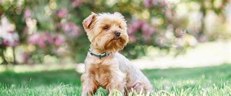 Best Small Dog Names for Your Petit Pup | TrustedHousesitters.com