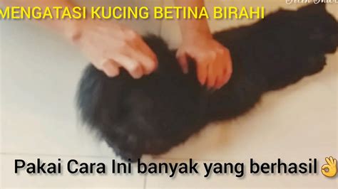 Cara Mengatasi Birahi Kucing Betina Tanpa Dikawinkan Dengan Kucing