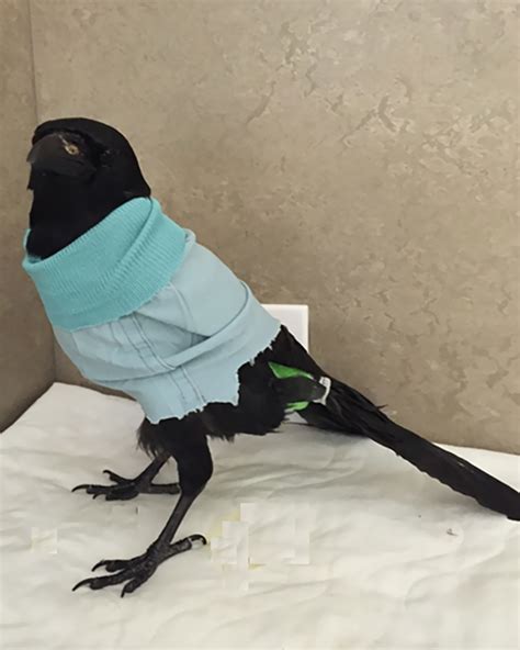 People Share Amazing Examples Of How Smart Crows Are And Some Are Hard