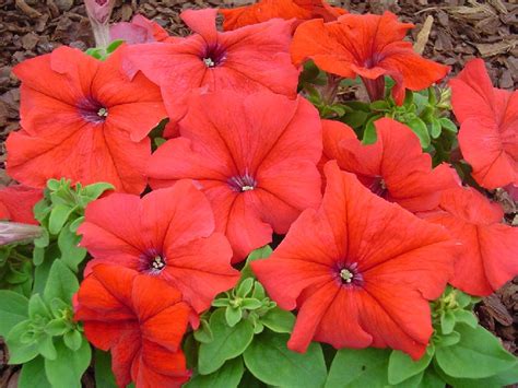 PETUNIA grandiflora LIMBO *GP* RED - Muller Seeds