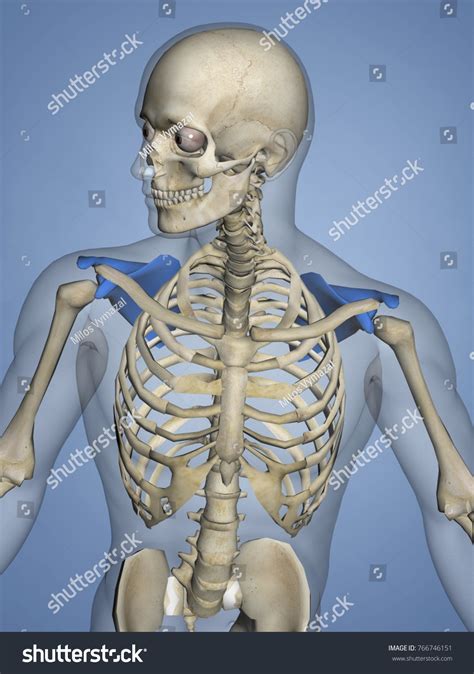 Scapula Mskelscapula 7 3d Model Stock Illustration 766746151 Shutterstock