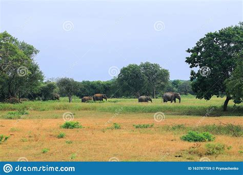 Wild Elephants in the Yala National Park Stock Image - Image of ...