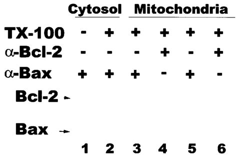 Lack of hetero-dimerization of Bax with Bcl-2 after mitochondrial ... 