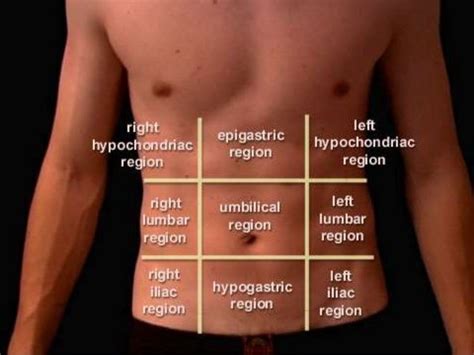 Anatomy of abdomen and regions of trunk