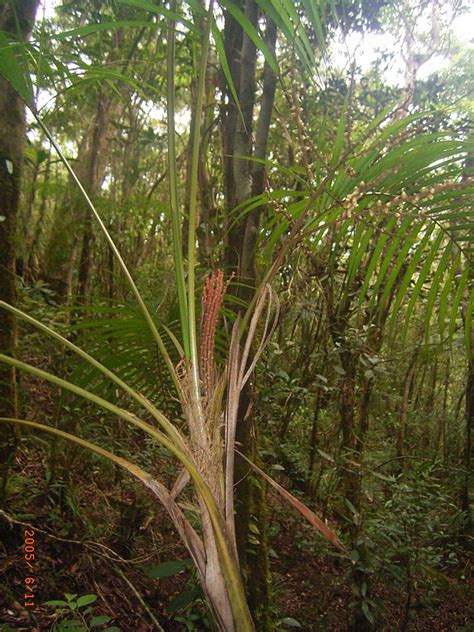 Heterospathe Arecaceae Image At Phytoimages Siu Edu