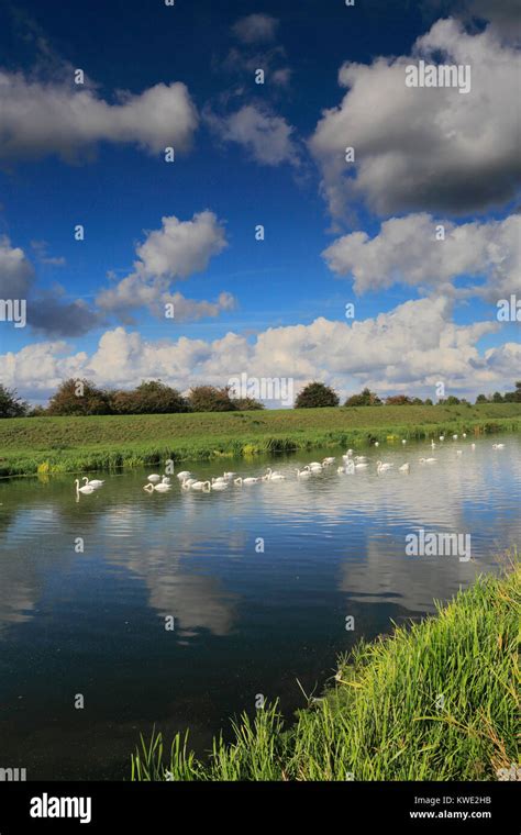 Mute Swans On The River Welland Near Crowland Town Hi Res Stock