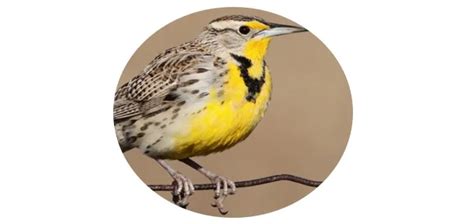 Kansas State Bird Pictures And Fun Facts I TheBirdPedia