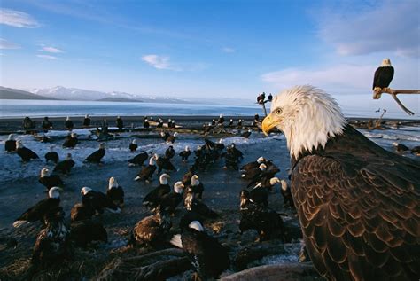 Endangered No Longer Our Favorite Pictures Of Bald Eagles Hasan Jasim