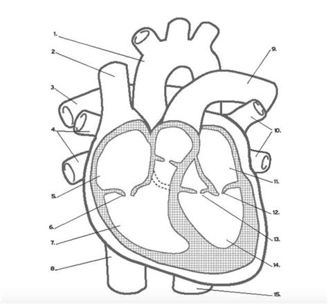 Biology Heart Quiz Diagram Quizlet