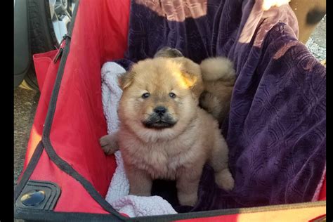 Tennessee Chows Chow Chow Puppies For Sale Born On 10062019