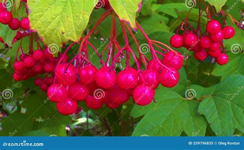 Red Berries Of Edible Medicinal Viburnum On A Background Of Green