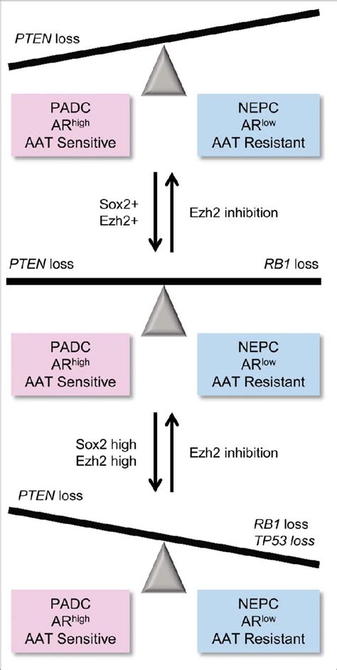 Retinoblastoma (RB1) and tumor protein 53 (TP53) tumor suppressor gene ...