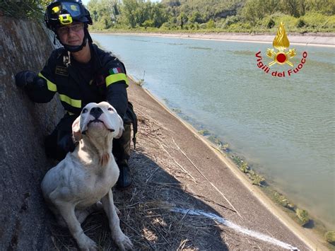 Cane Cade Nel Canale Della Diga Di Suio E Si Fa Trovare Coi Guaiti