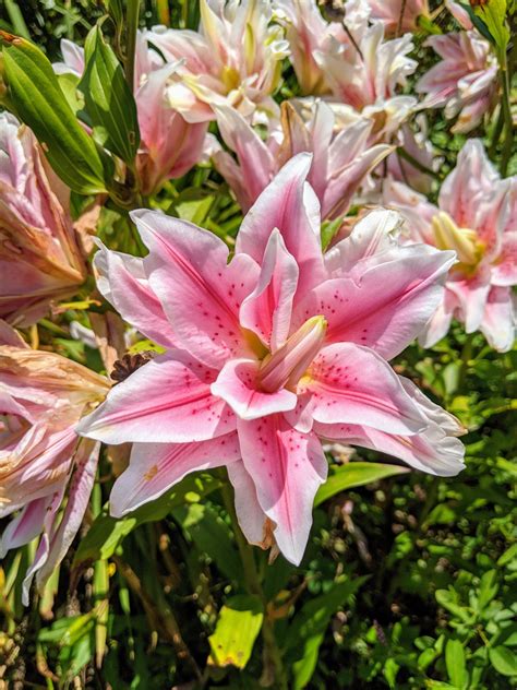 Cutting And Arranging Lilies The Martha Stewart Blog