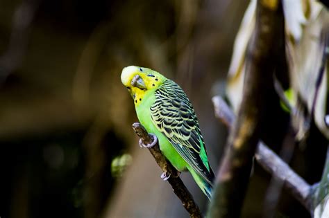 100 000 Free Budgie Bird Budgie Images Pixabay