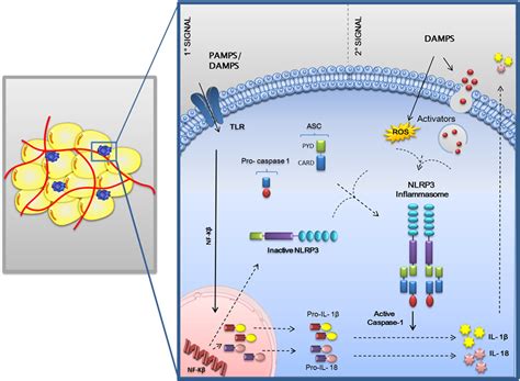 Current Role Of The Nlrp Inflammasome On Obesity And Insulin