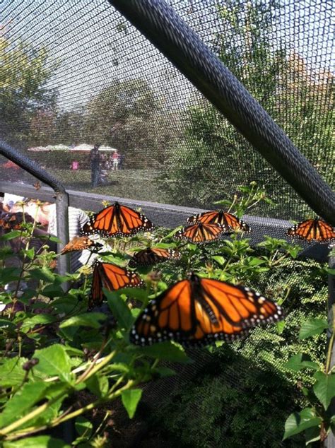 A Visit To This Magical Butterfly Farm In North Carolina Is All You