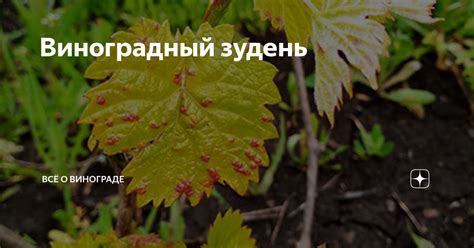 Виноградный зудень | Всё о винограде | Дзен