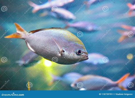 Flock Of Tropical Sea Fish Yellowtail Fusilier Or Caesio Cuning Stock