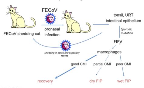 Viro: Feline Viruses FIP & Feline Panleukopenia Flashcards | Quizlet