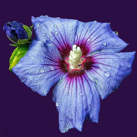 Blue Hibiscus On Purple Background Stock Photo Image Of Hibiscus