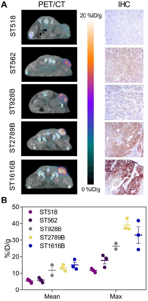 Site Specific Zr Dfo Trastuzumab Pet Ct Imaging In Pdx Models With