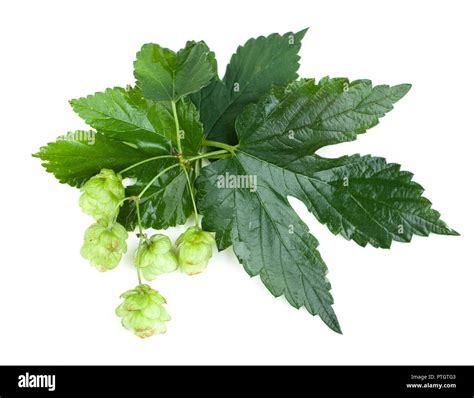 Hop Leaves And Cones On White Background Top View Stock Photo Alamy