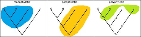 Taxon, Taxoff Quiz - By Scuadrado