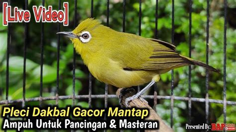 Burung Pleci Dakun Bali Gacor Untuk Pancingan Pleci Agar Cepat Buka