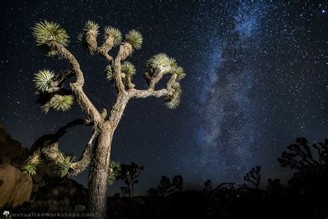 Awesome Photography Tours in Joshua Tree National Park — Visit Joshua Tree