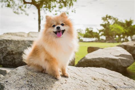 Lulu Da Pomer Nia Ou Spitz Alem O Um Guia Sobre A Ra A