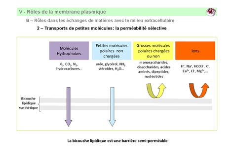 Cm Mb Plasmique Cours Diaporama Avec Quelque Note De Cours B