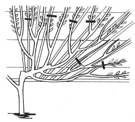 Cerezo podar y dar forma a un árbol cuándo y cómo hacerlo bien diagrama