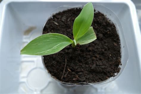 Cómo se cultiva el plátano Huerto en casa