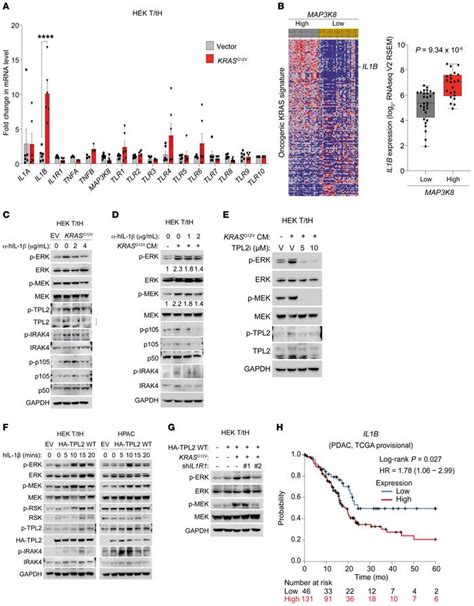 Jci Tpl2 Enforces Ras Induced Inflammatory Signaling And Is Activated