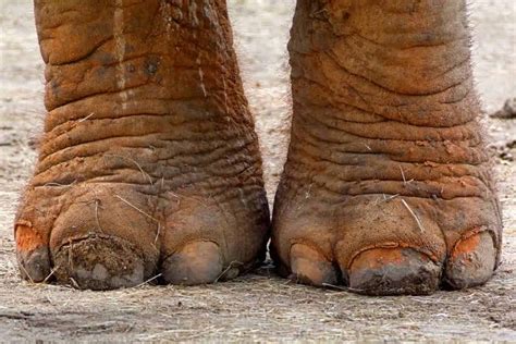 How Many Toes Does Elephant Have? • Support Wild