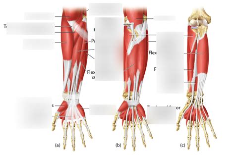 Elbow Muscles Diagram Quizlet