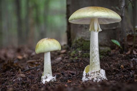 Amanita Phalloides Identification