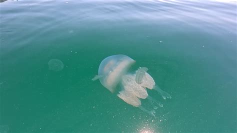 Grande Medusa En El Mar Rizostoma Pulmo Rizostomatidae Flotante En