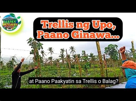 Trellis Ng Upo Paano Ginawa At Paano Paakyatin Sa Trellis O Balag Youtube