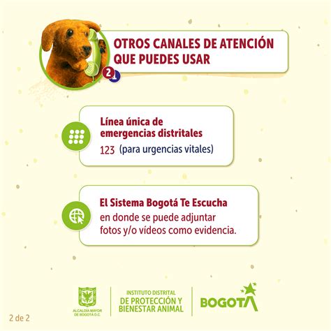 ¿cómo Denunciar Un Caso De Maltrato Animal En Bogotá Aquí Te Contamos