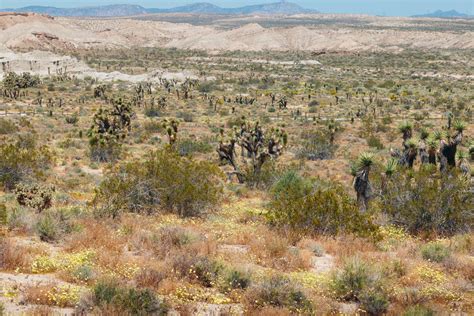 One Day In Red Rock Canyon State Park Ca Best Things To Do And See Roads And Destinations