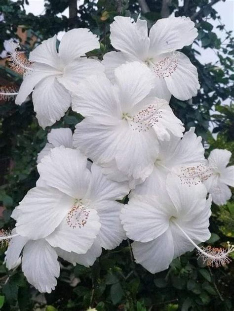 El Significado Profundo De Las Flores Blancas En El Amor Que Trasciende