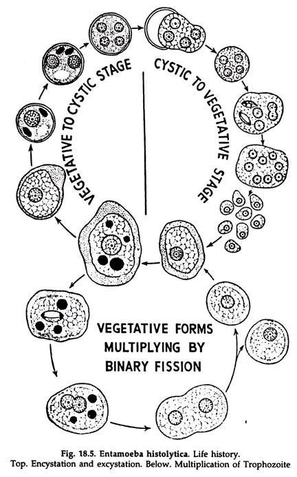 Nuclear Membrane Protists Tropical Countries Mitosis First Daughter