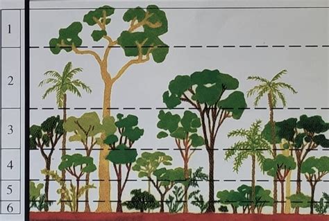 Clima Flora Y Fauna De La Selva Misionera Infoupdate Org