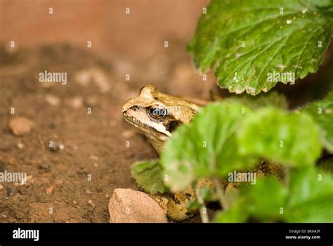 Frog Under The Leaf Hi Res Stock Photography And Images Alamy